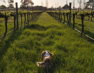 South West WA Wines Vineyards